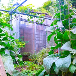 画像 里山暮らしへようこそ。 の記事より 9つ目