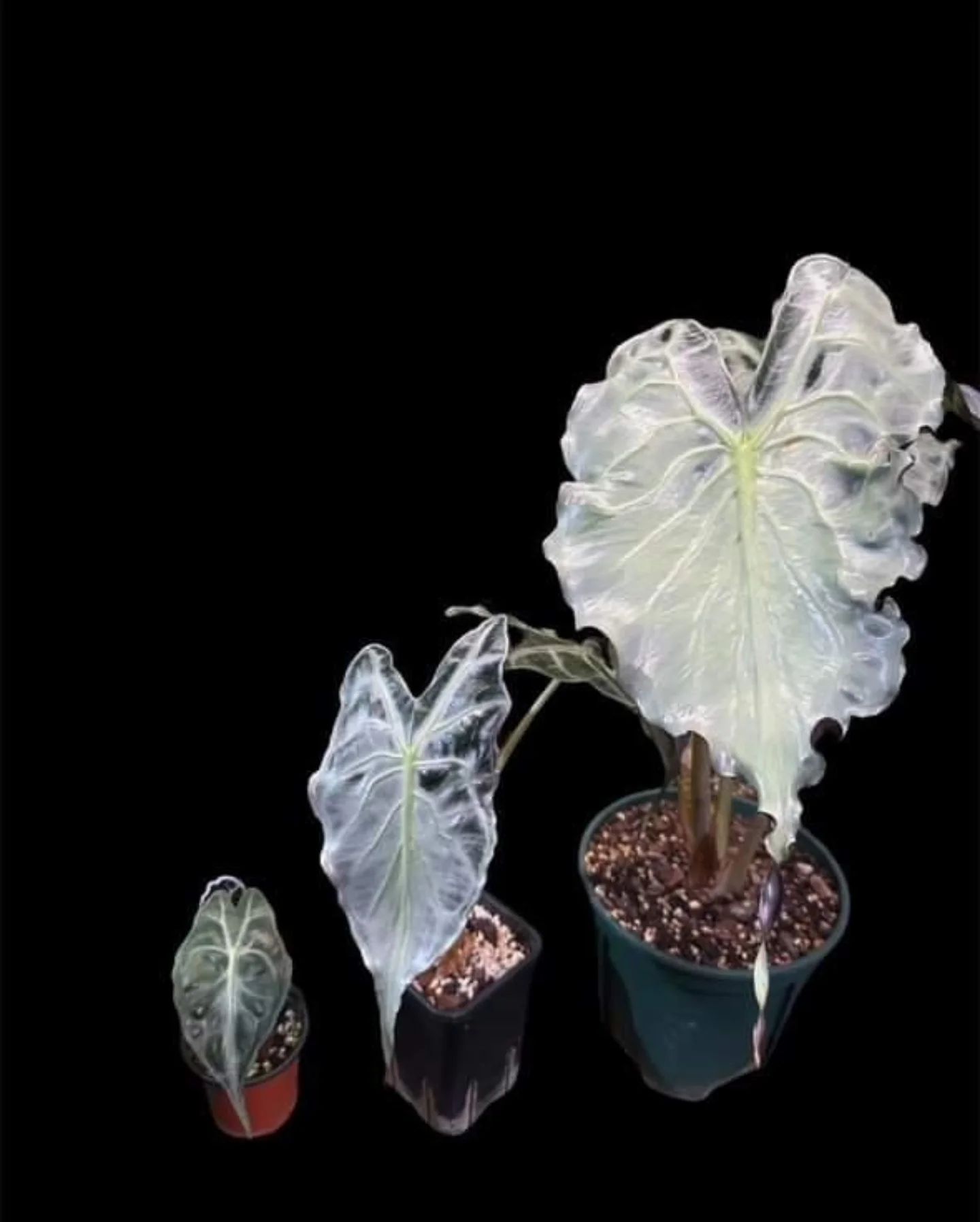 2024/10/30 | Hana.Green.Works 観葉植物専門店 2024/10/30 | Hana.Green.Works 観葉植物専門店