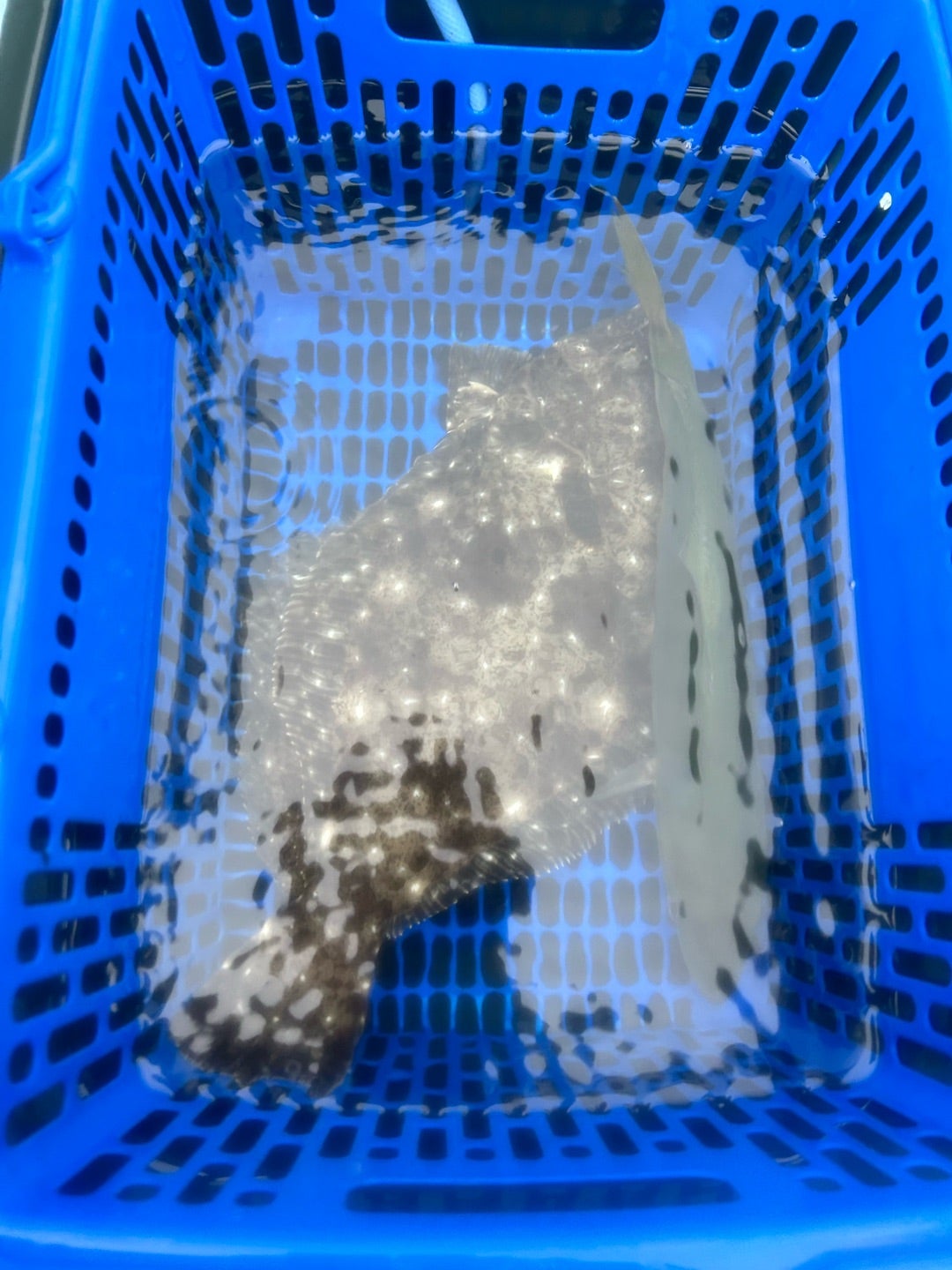 連休は海三昧