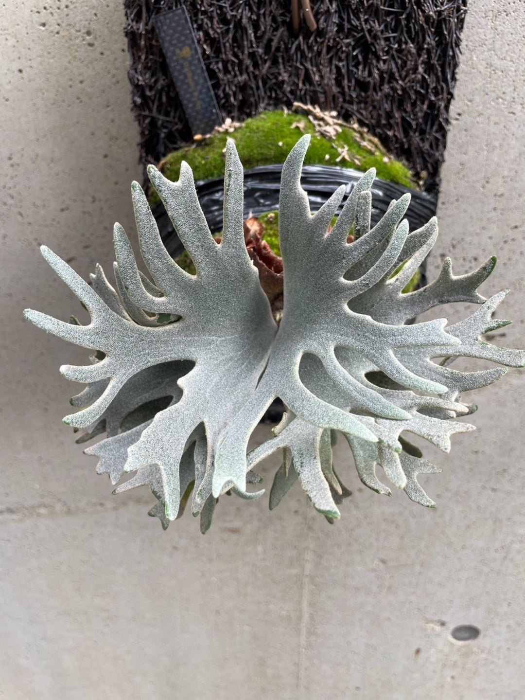 その後のビカクシダ バクテリア④ | calmplantsのビカクシダブログ その後のビカクシダ バクテリア④ | calmplantsのビカクシダブログ