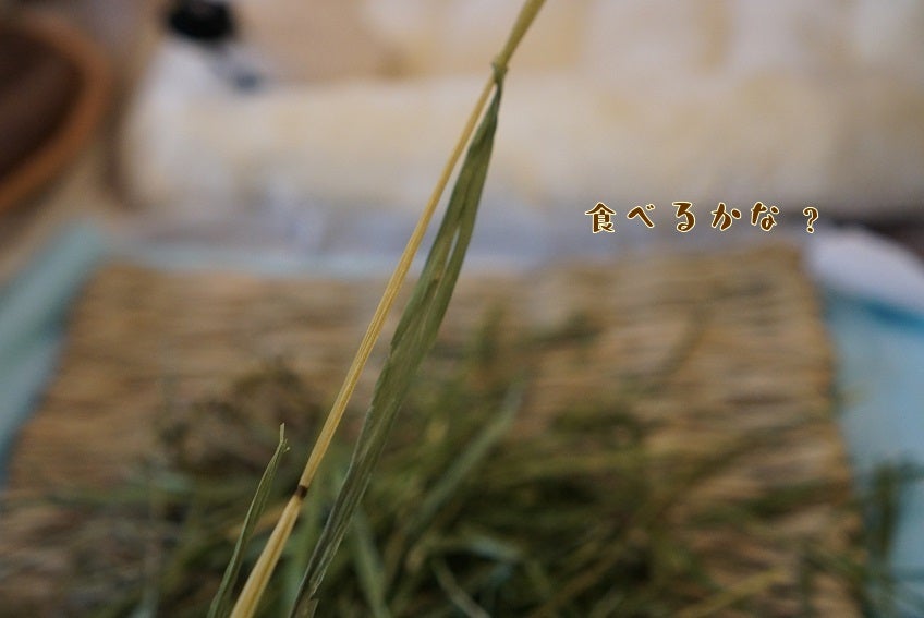 高原の朝採り牧草 イタリアンライグラス 2024! | もんじももじじ 高原の朝採り牧草 イタリアンライグラス 2024! | もんじももじじ