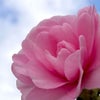 それは時代錯誤か？の画像