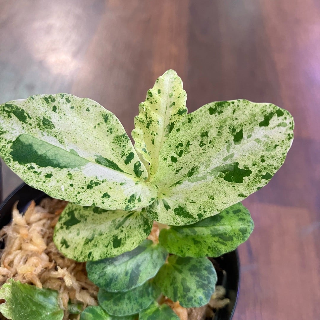 大量入荷!!】熱帯植物、観葉植物、ビカクシダ入荷 大量入荷!!】熱帯植物、観葉植物、ビカクシダ入荷