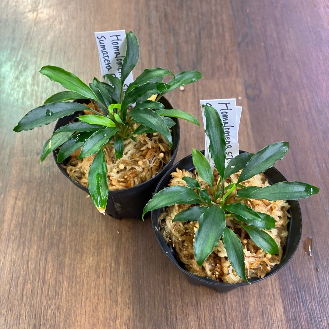 大量入荷!!】熱帯植物、観葉植物、ビカクシダ入荷 大量入荷!!】熱帯植物、観葉植物、ビカクシダ入荷