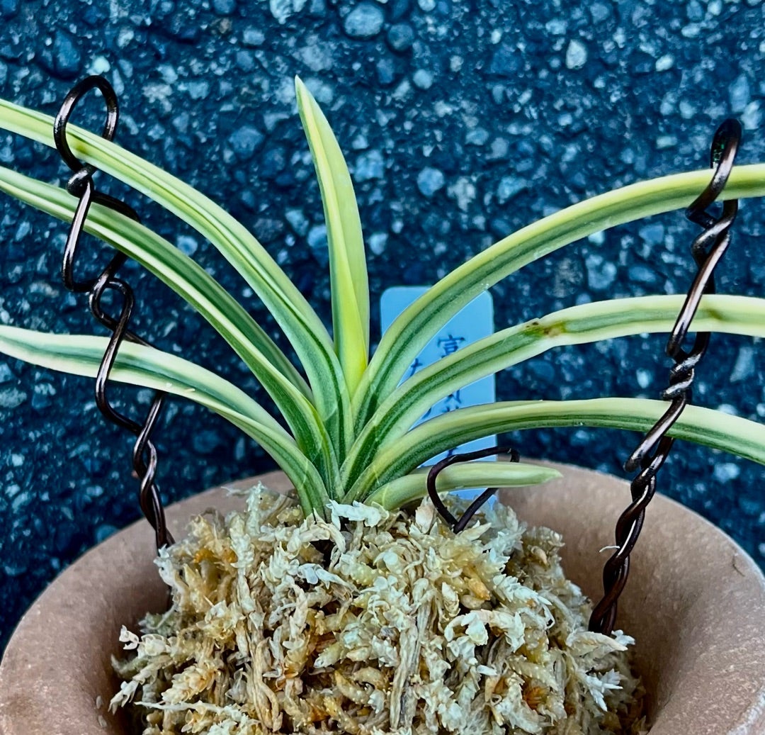 富貴蘭【彩冠】【彩】 | 富貴蘭を楽しんでブログ 富貴蘭【彩冠】【彩】 | 富貴蘭を楽しんでブログ