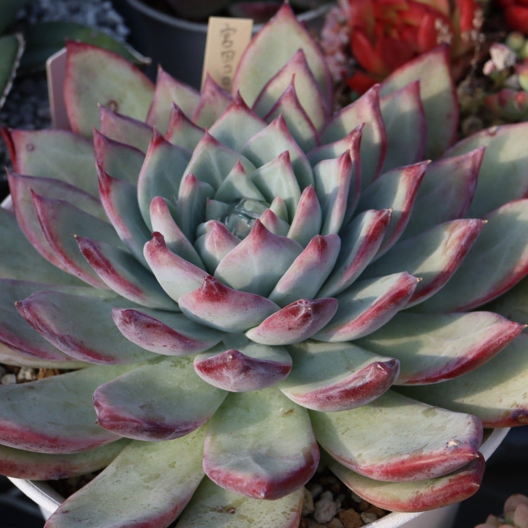 コロラータ同士の交配と、コロラータ色々 | コキリノSucculents Life コロラータ同士の交配と、コロラータ色々 | コキリノSucculents Life