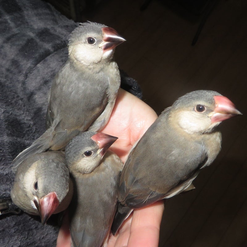 野生化せずひとり餌間近 | 文鳥屋店主 敬白