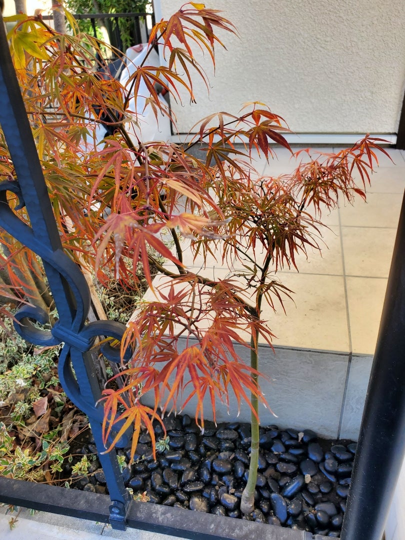 我が家の紅葉 | 今を楽しく生きる。~おもいで日記~ 我が家の紅葉 | 今を楽しく生きる。~おもいで日記~