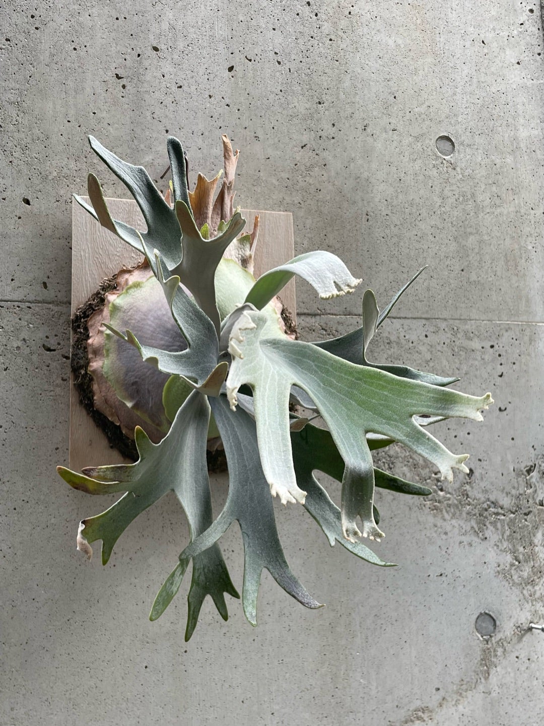 ビカクシダ セルソタツタ (P. willinckii 'celso tatsuta')② ビカクシダ セルソタツタ (P. willinckii 'celso tatsuta')②