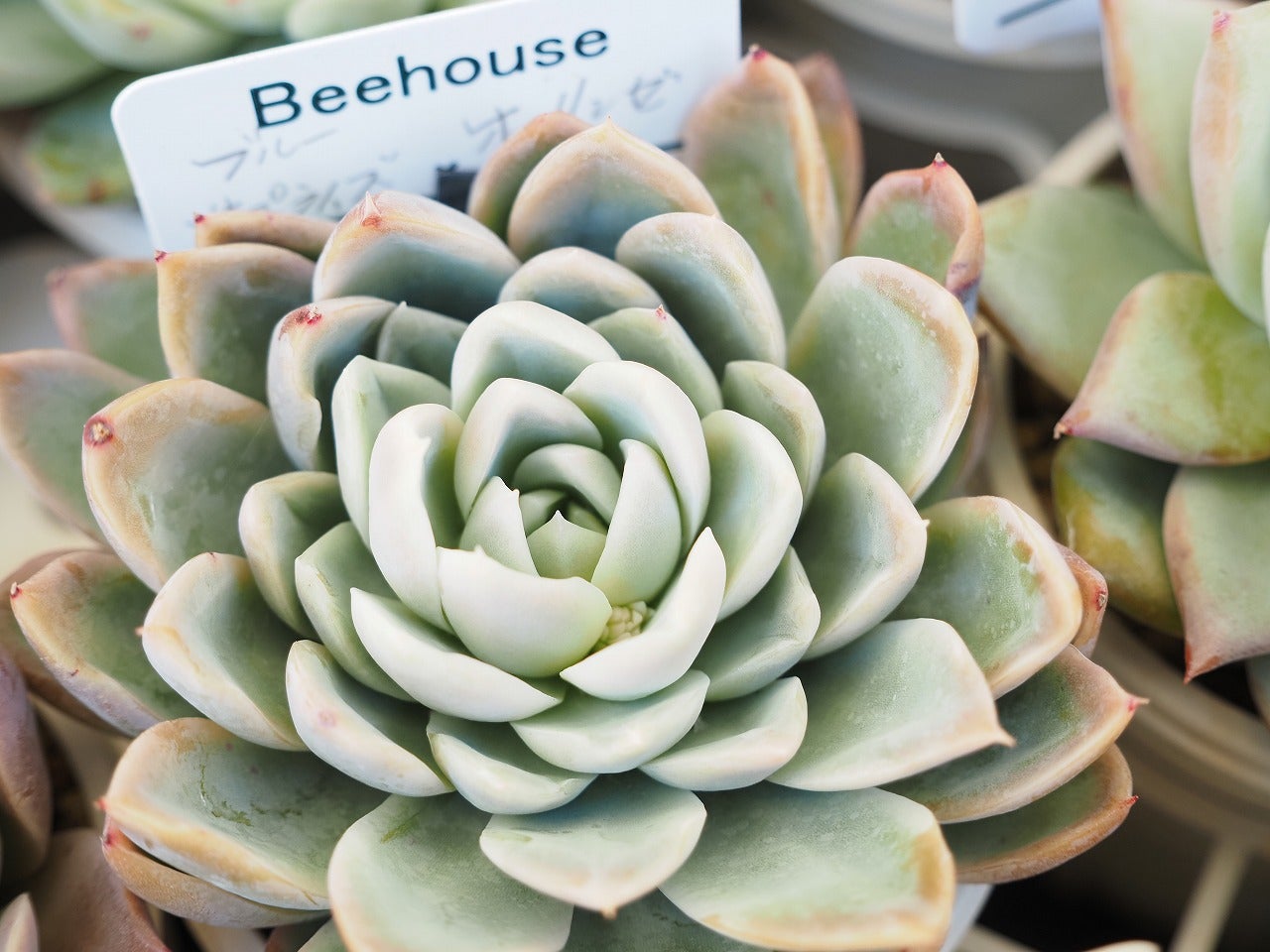 昨日は8の日!beehouse苗の現在 | ブログ版Olive&SucculentGarden 昨日は8の日!beehouse苗の現在 | ブログ版Olive&SucculentGarden