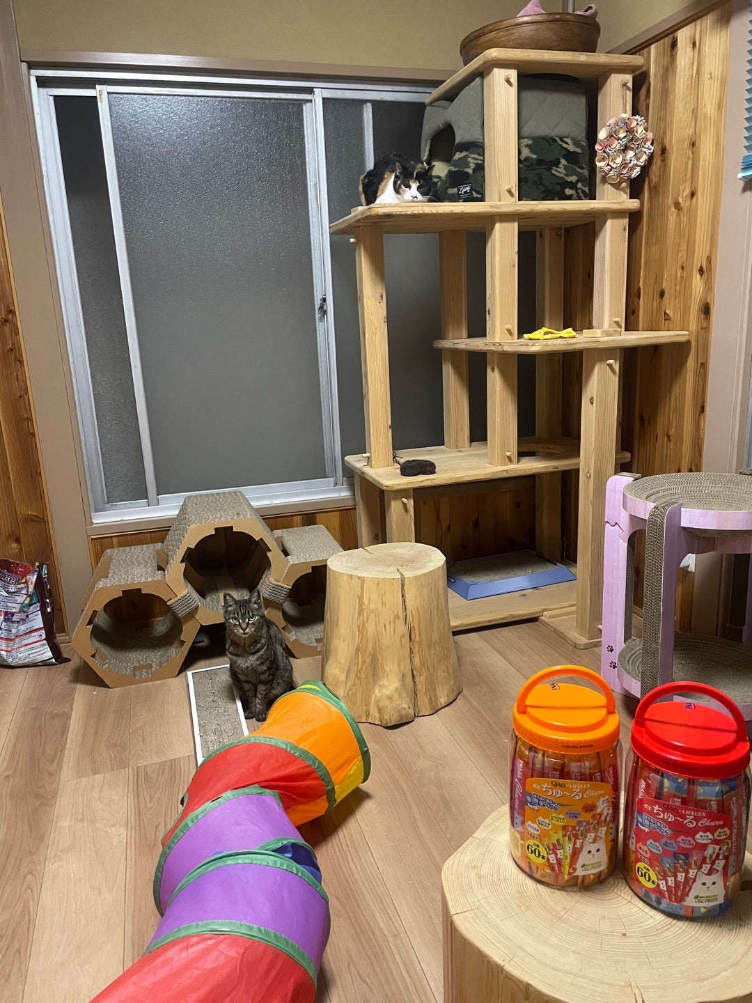 可愛い可愛いお預かり猫たち | 白猫 コトのおちり Coto no ochiri. 可愛い可愛いお預かり猫たち | 白猫 コトのおちり Coto no ochiri.