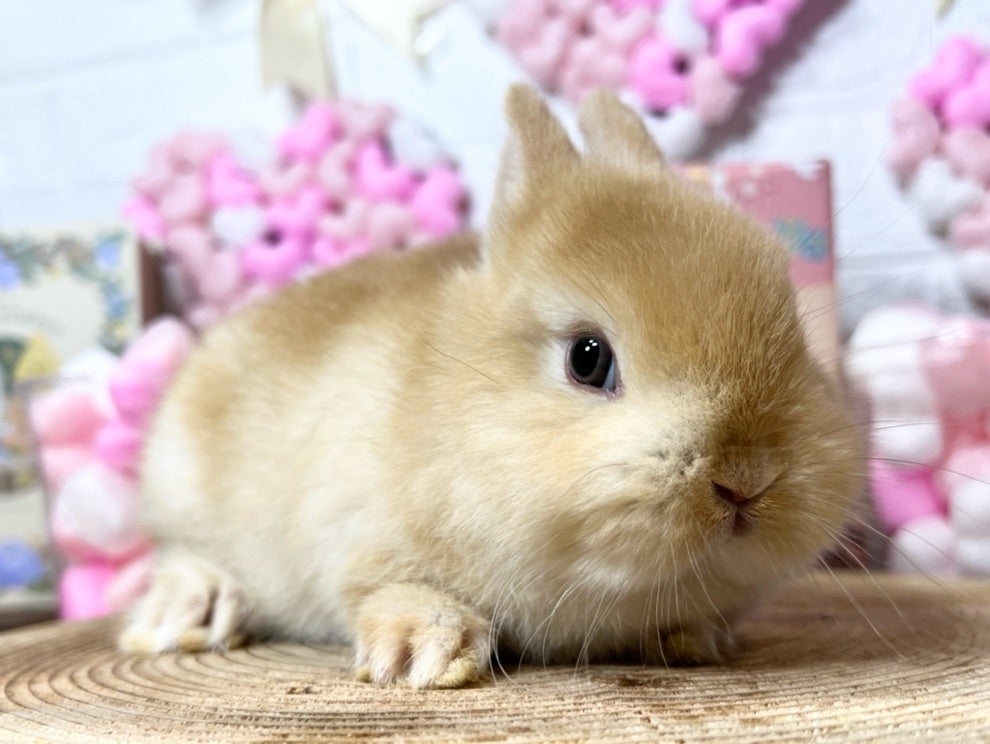 飼い主様が決まったウサギがおります！ | 札幌のうさぎ専門店“mon