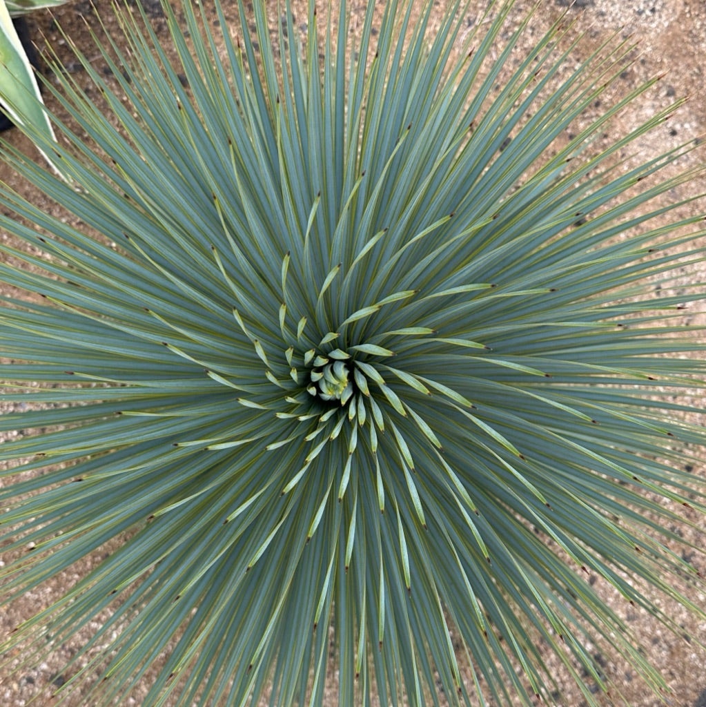 地植えしてるユッカ、ダシリリオン、プヤ | つべるふブログ 多肉 地植えしてるユッカ、ダシリリオン、プヤ | つべるふブログ 多肉