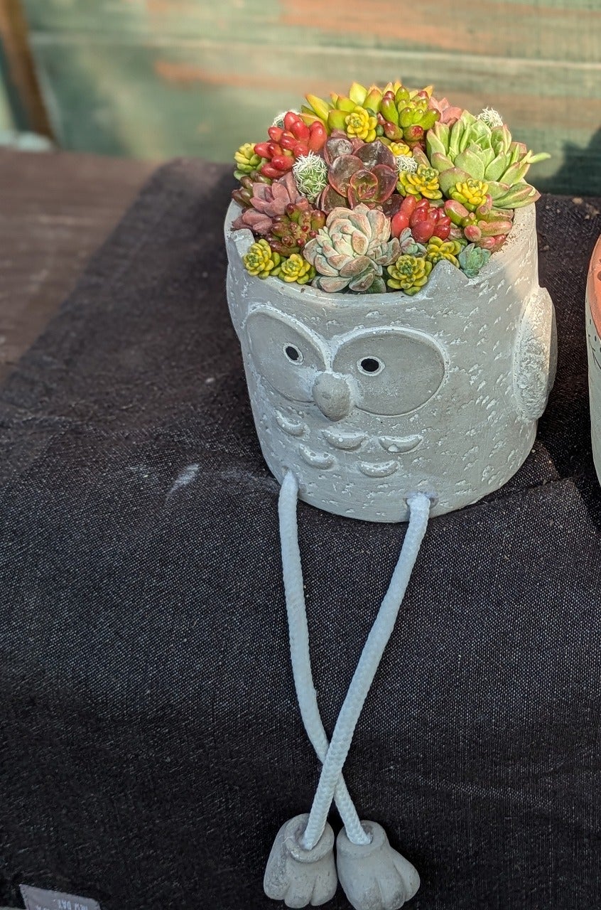 寄せ植えのお稽古そして突然名前思い出した植物!!♪ | silkyさん 寄せ植えのお稽古そして突然名前思い出した植物!!♪ | silkyさん