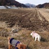 のんびりお散歩と鬼さんふたり❤️の画像