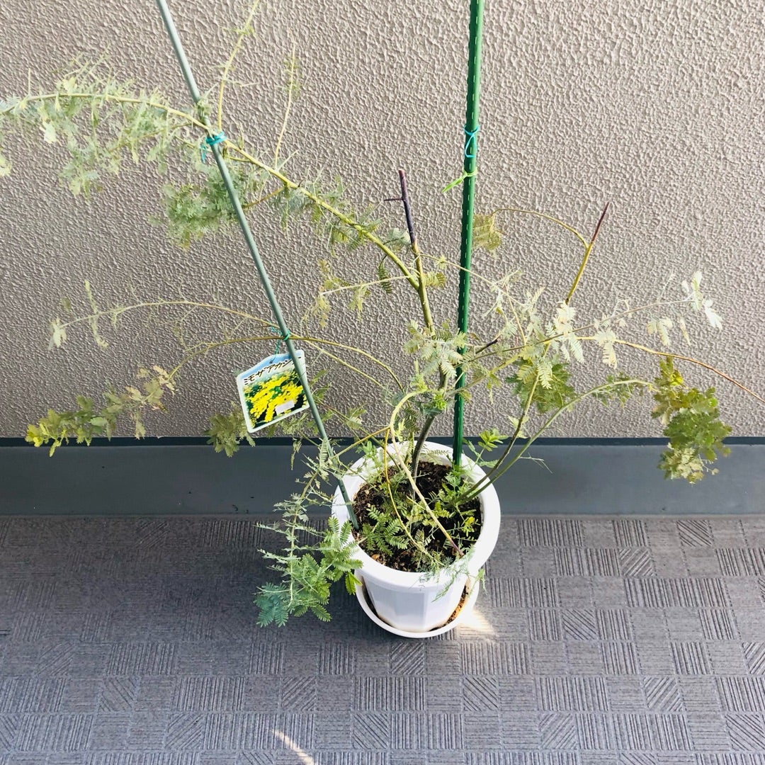 ミモザの開花宣言までカウントダウンが始まる! | 満花今日 ミモザの開花宣言までカウントダウンが始まる! | 満花今日