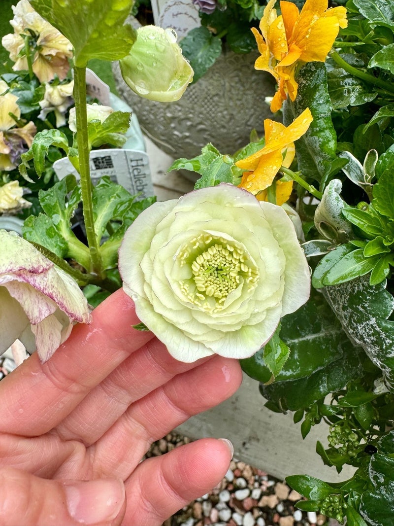 星型セミダブルのクリロー♪*花芽が付いたクリスマスローズ 星型セミダブルのクリロー♪*花芽が付いたクリスマスローズ