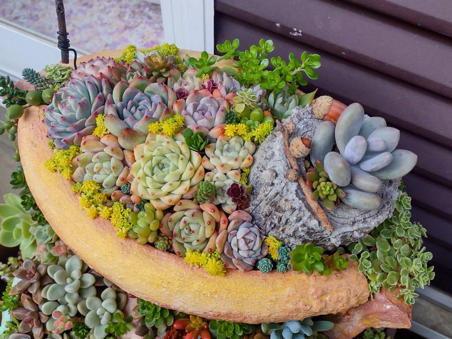 多肉植物】寄せ植えのお手入れの続き | ＊まゆまるのこころおどる☆彡 