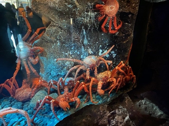 カニ籠漁 | 沼津港深海水族館・シーラカンスミュージアム公式ブログ