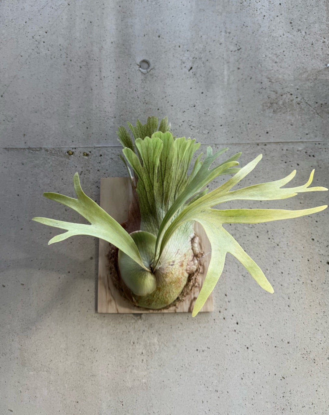 その後のビカクシダ SSフーン(P. SS foong) ① | calmplantsの その後のビカクシダ SSフーン(P. SS foong) ① | calmplantsの