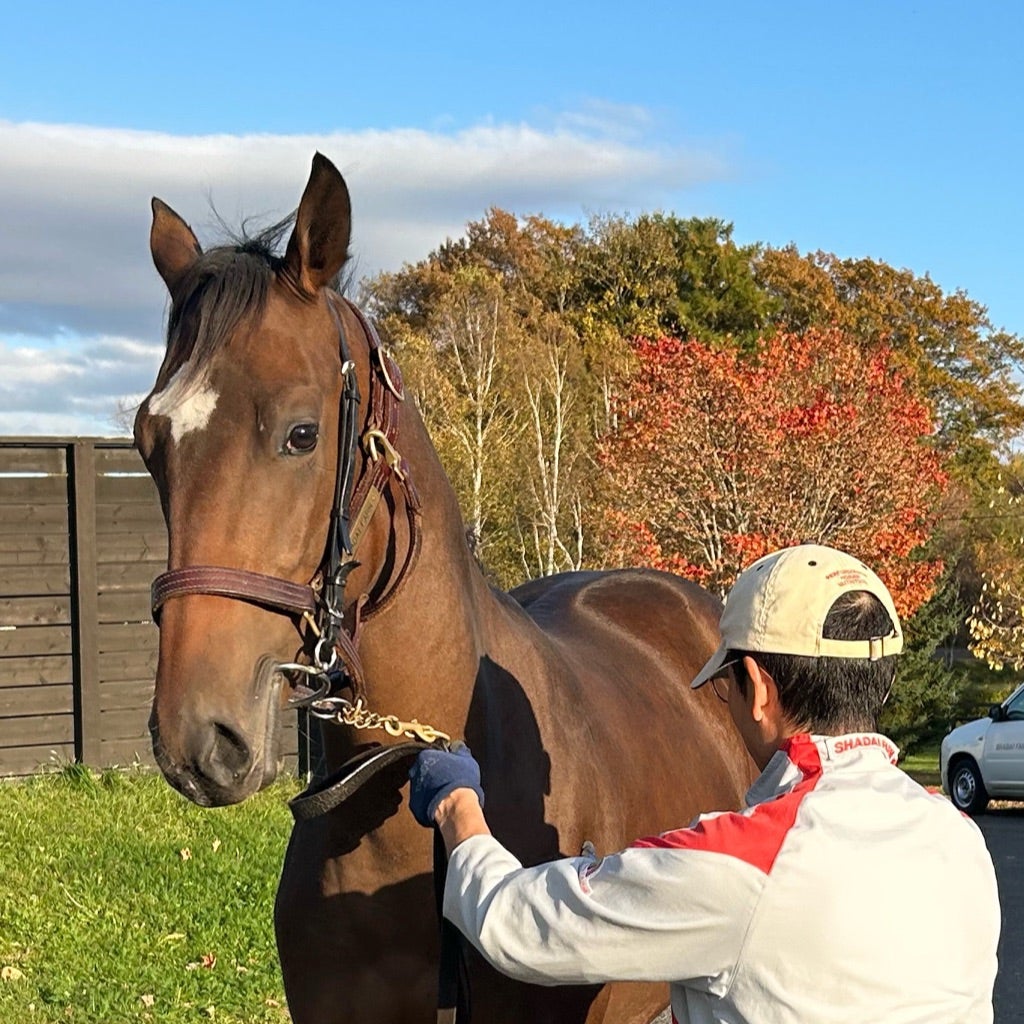 社台】【サンデー】【G1】サラブレッドクラブの馬名決定と近況 社台】【サンデー】【G1】サラブレッドクラブの馬名決定と近況