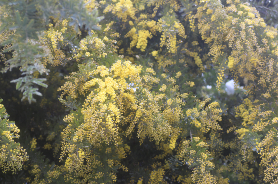 おしらせ・2025年3月5日の花情報 | 花ファンタジア通信 おしらせ・2025年3月5日の花情報 | 花ファンタジア通信
