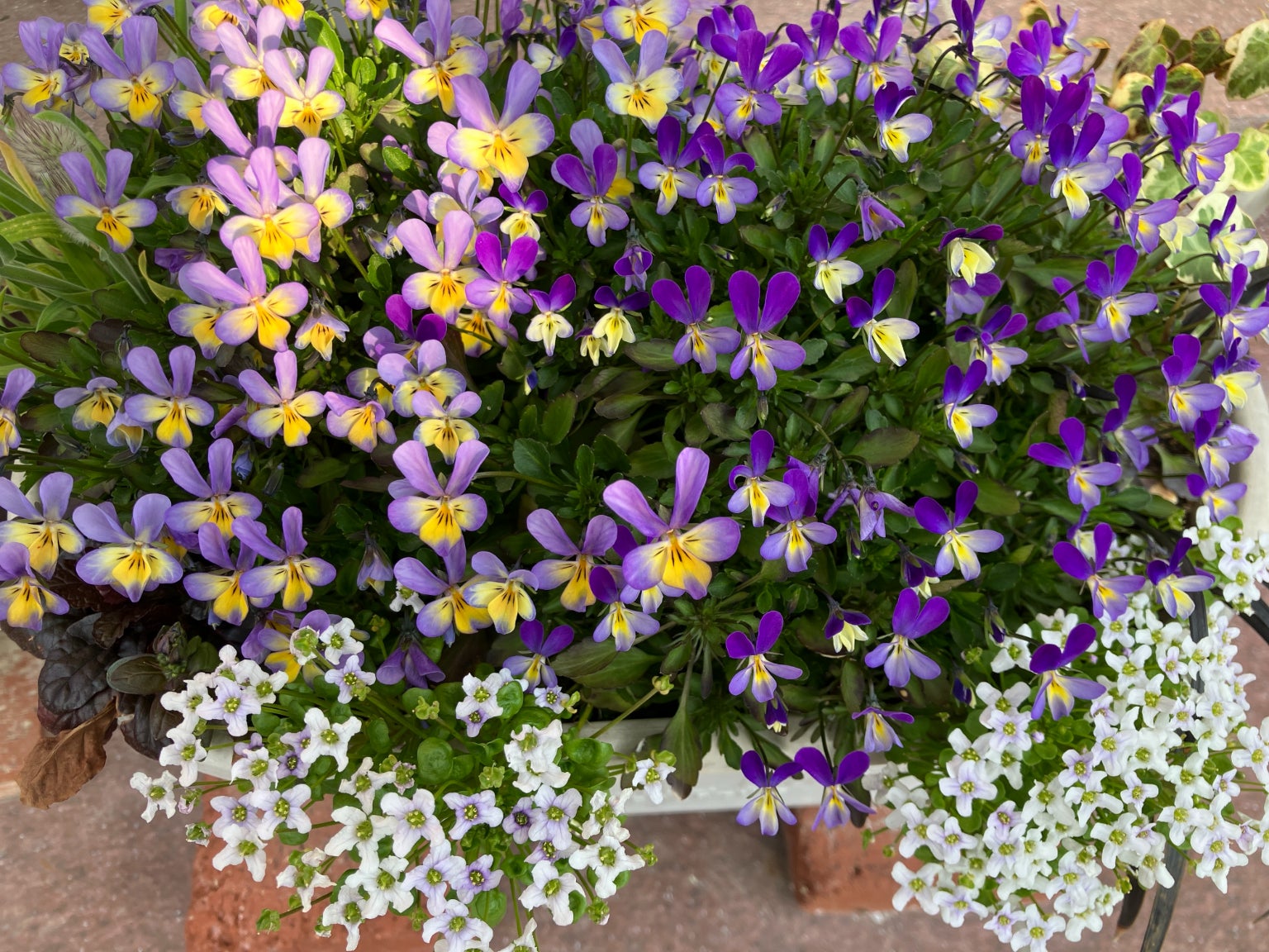 来春の種用に花を購入 | クレマチスと野っぱらの花畑 来春の種用に花を購入 | クレマチスと野っぱらの花畑