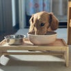 犬の腎臓病　療法食の「タンパク質％」だけ比較していない？乾物量・カロリー・リンまで読む方法