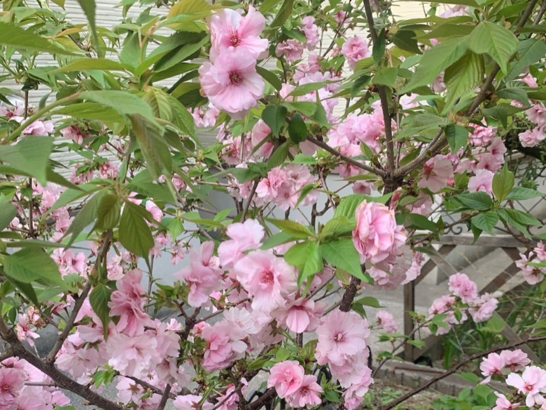 自分自身の本音に　耳を傾けてください☺️✨の記事画像