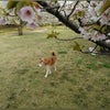 2025/4/12  野球日和　お散歩日和の画像