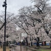 お花見しました！　大宮公園　の画像