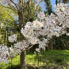4月13日〜5月4日   宇宙にゆだねて 魔法の絨毯に乗ろうの記事より