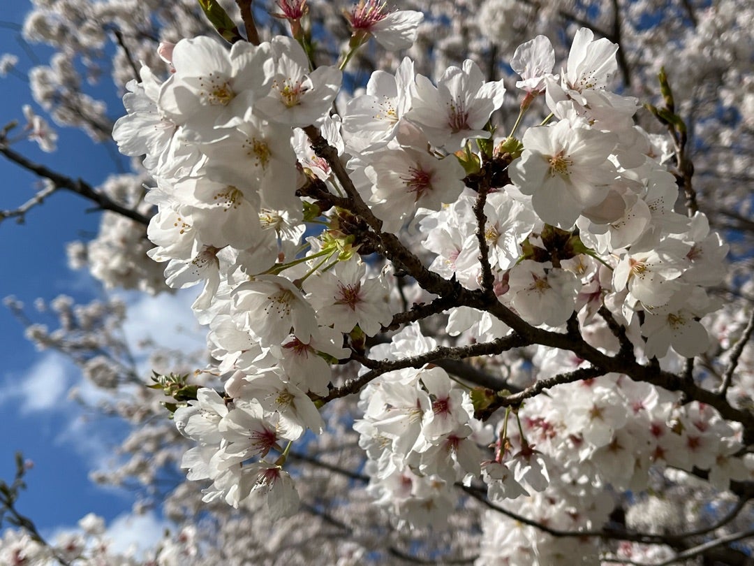 4月13日〜5月4日   宇宙にゆだねて 魔法の絨毯に乗ろうの記事より
