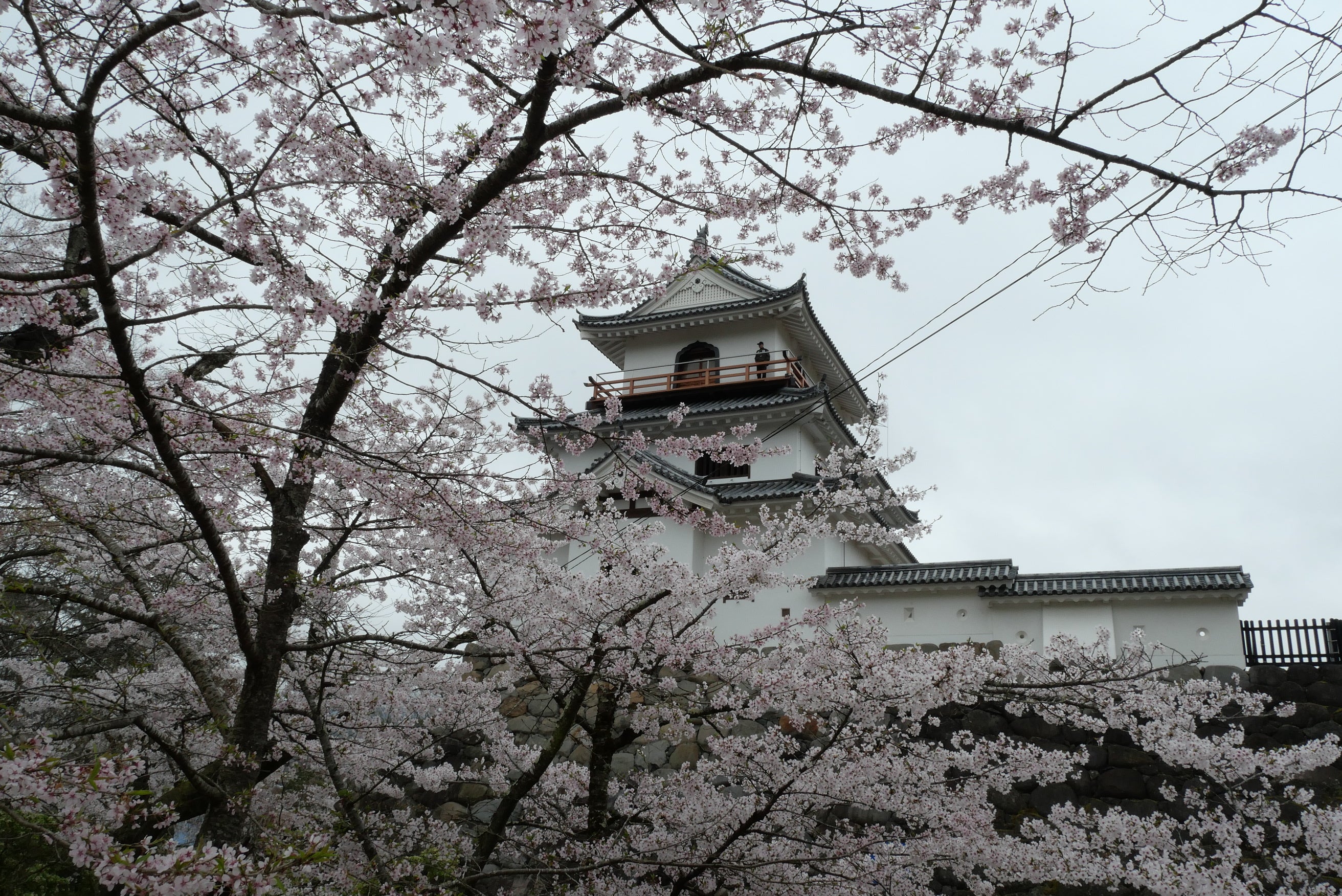 桜】白石城址 (116朶) | わーすけのニッポン1000の旅 桜】白石城址 (116朶) | わーすけのニッポン1000の旅