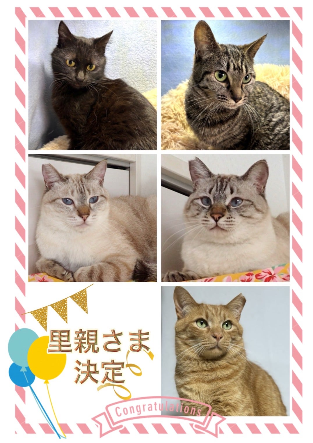 【今日の超目玉】 2025年4月13日の譲渡会のご報告♫ | 猫の未来とびら その他