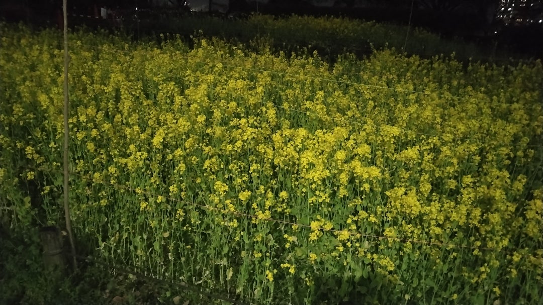 夜の公園花壇の記事画像