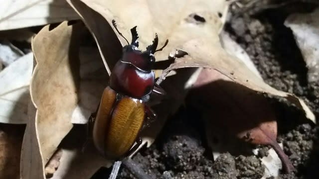 チャイロマルバネ成熟期間 | クワガタ〜スズメバチ等の覚書き/ジジック