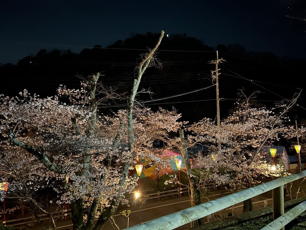 血尿と夜桜見の記事画像