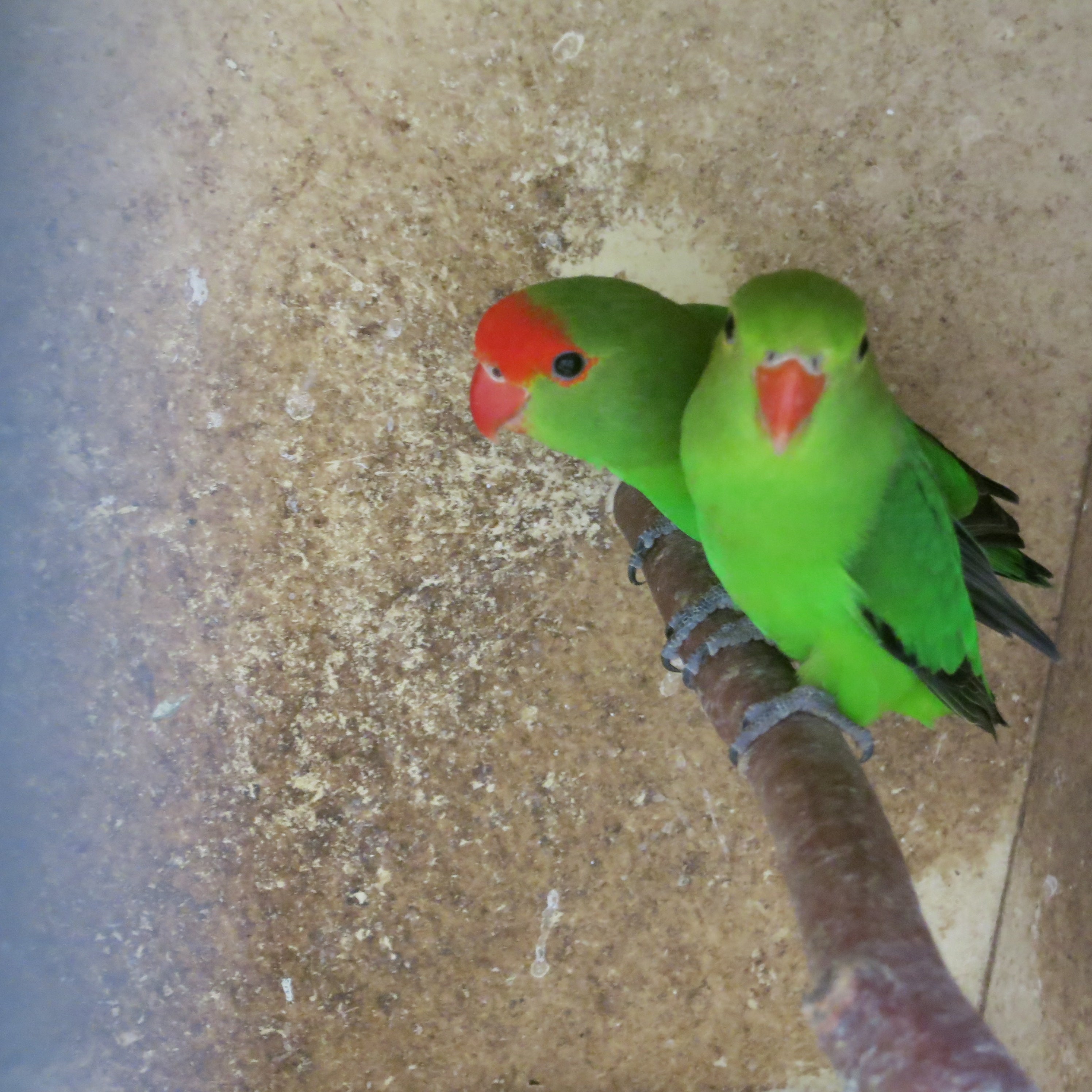 小型インコの案内ですが・・ | Parrot Paradiseの日々