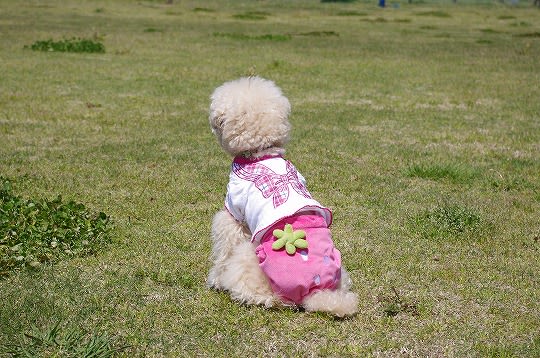 尻飛びしゃろ子の記事画像