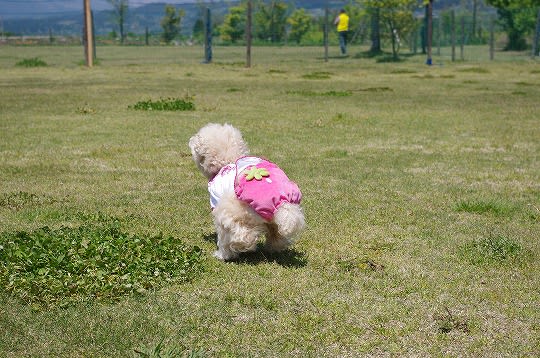 尻飛びしゃろ子の記事画像