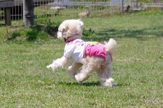 尻飛びしゃろ子の記事画像