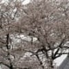 超地域限定桜情報の画像