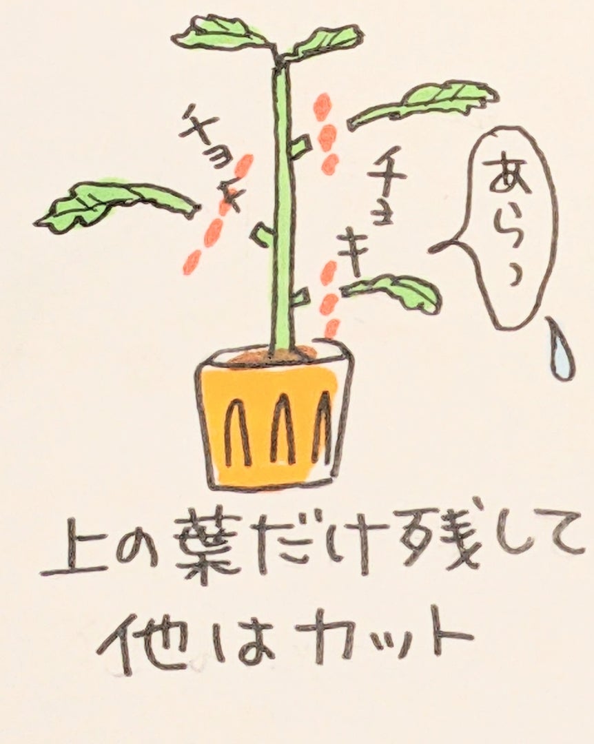 トマトの植え方 AKメソッド | 〜函ルネ〜この地球〈ほし〉の理由