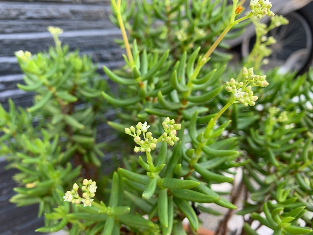 テトラゴナの真っ白で小さい花(σﾟ∀ﾟ)σ❁⃘*.ﾟが開花したよ！ | わたし