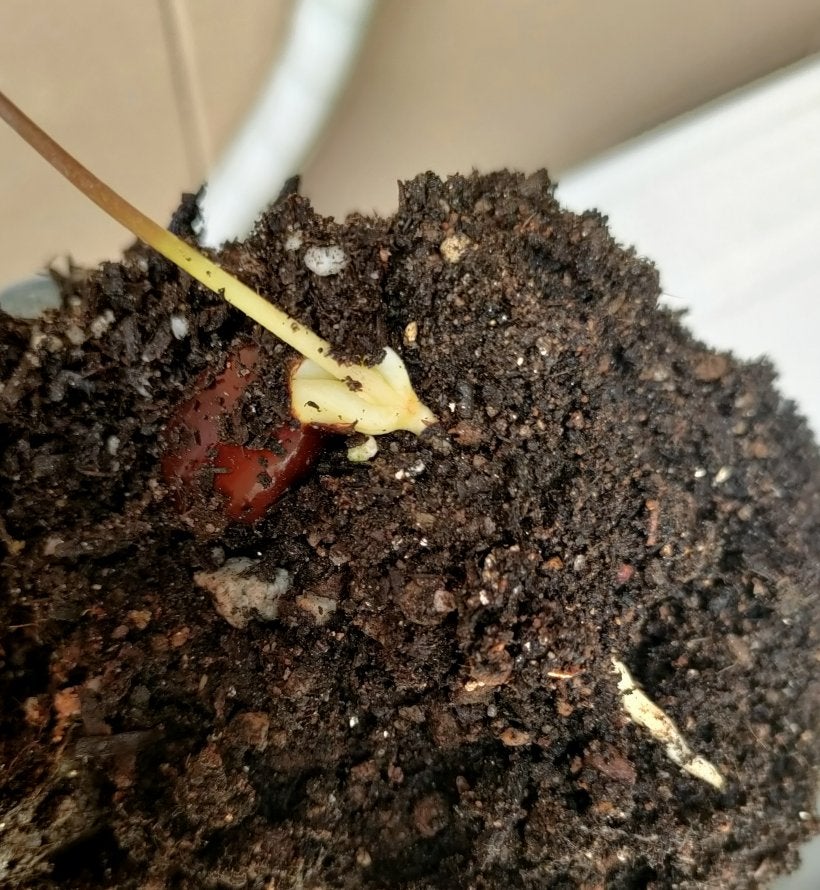 ライチ発芽！ | トミエモンつれつれ歳時記
