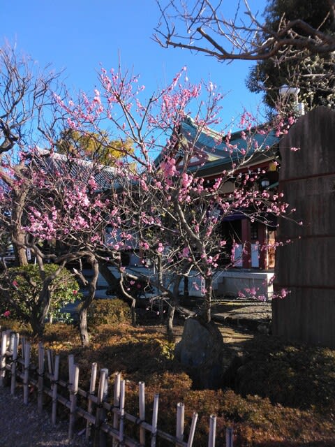 今年初投稿ですの記事画像