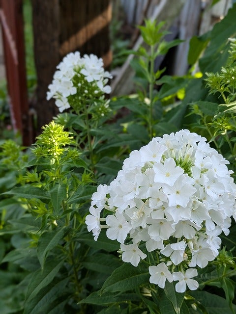 オススメの純白のお花4選そして消毒散布のこと♪ | silkyさんの