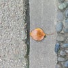神様の波打ち際の画像
