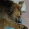 もんもんだよりの画像